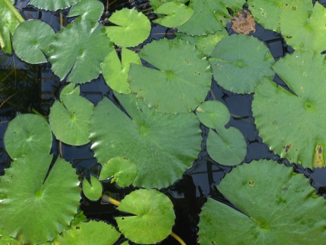 Water lillies, Meise Plantentuin